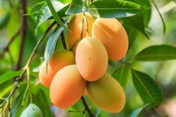 Forestdale Superlarge Mango