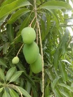 Forestdale Spicy Mangos
